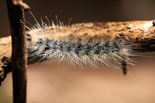 Hairy caterpillar dew covered and crawl on bark