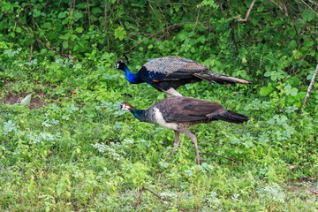 Peacock or Pavo cristatus