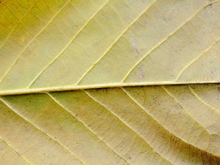 close up of colorful textures leaf colors