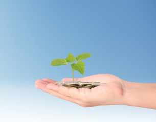 plant growing from coins  in hand