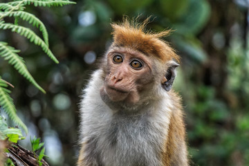 Sri-Lankan toque macaque