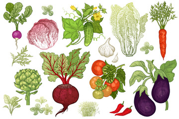 Vector set with vegetables.
