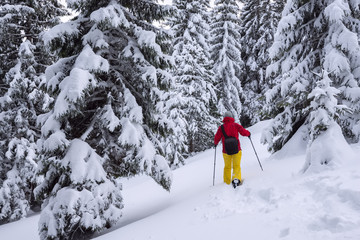 Traveler is walking on snowshoes among snow covered fir trees