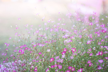 Obraz na płótnie Canvas Mini romantic pink spring flowers