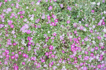 Mini romantic pink spring flowers