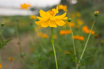 Marigold flower field in rural garden