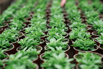 flowers in the greenhouse, growing plants