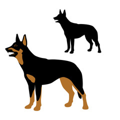 australian kelpie dog vector illustration style Flat