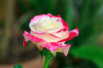 Close up beautiful pink rose