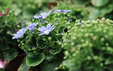 flowers in the greenhouse, growing plants