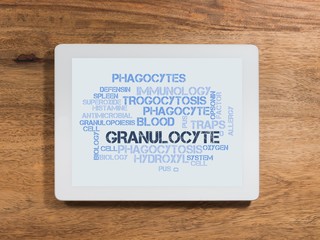 Granulocyte