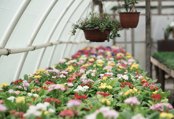flowers in the greenhouse, growing plants