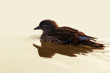 Female Mandarin duck and reflection