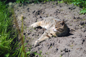 One stripped cat lying on the ground among fresh green grass on a spring day. He is looking wistully into the distance
