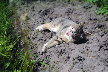 One stripped cat lying on the ground among fresh green grass on a spring day. He is roaring with his mouth open, showing rage