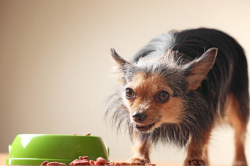 Cute little dog eating food from bowl