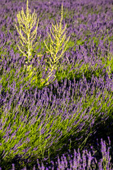 Obraz premium lavender field nr Sault, the Vaucluse, Provence, France