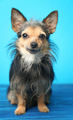 Adorable little dog on blue background