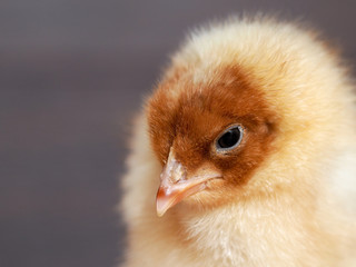 Portrait of a beautiful newborn chick. Chicken white with red