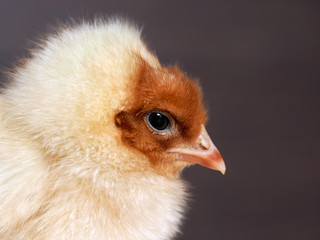 Portrait of a beautiful newborn chick. Chicken white with red