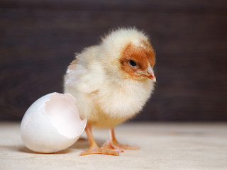 Newborn chick. The shell of the egg. Cute chick