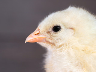 Portrait of a beautiful newborn white chick