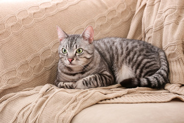Fototapeta na wymiar Cute funny cat on plaid at home