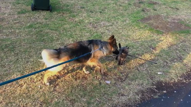 A big dog and a small dog meet for the first time.