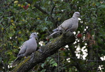 Fototapeta premium A pair of Eurasian collared dove sitting on a tree branch