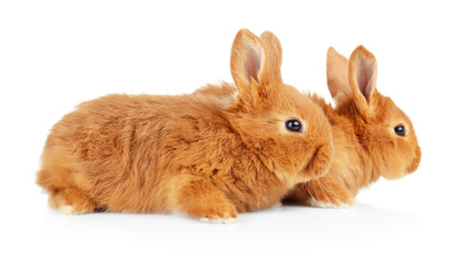 Cute funny rabbits on white background