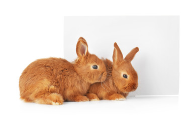 Cute funny rabbits with poster on white background