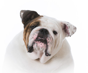 female english bulldog