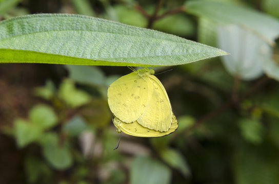butterflies intercouse
