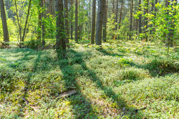 Fototapeta na wymiar Bilberry growth in sunny forest with long shadows in back lit 
