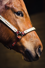 Closeup of a brown horse with bridle