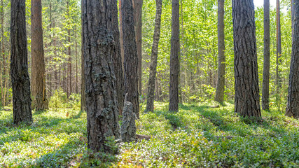 Bilberry growth in sunny forest with long shadows in back lit
