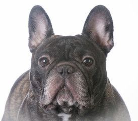 Fototapeta premium buldog francuski pręgowany