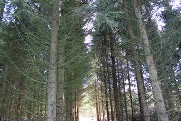 Fototapeta premium winter forest