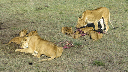 lions in Masai Mara National Park