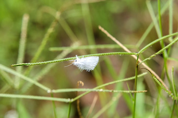 rice pests