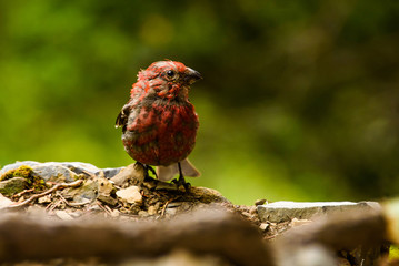 Male Common House Finch