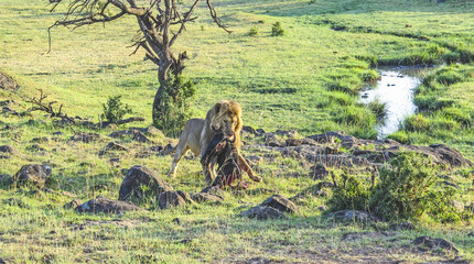 lion with prey in Masai Mara National Park.