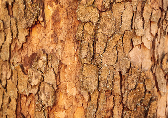 Wood nature background