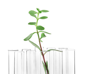 Fototapeta na wymiar Plant in test tube on white background