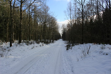 winter forest