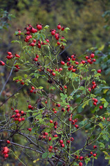 At a branch red rose hips