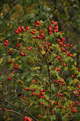 At a branch red rose hips