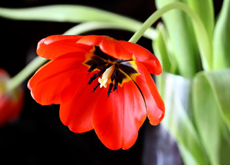 beautiful red tulip