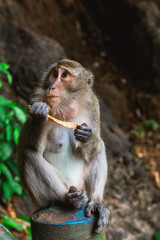 Funny Monkey at Tiger Cave Temple, Krabi
