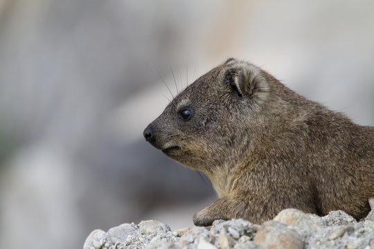 Dassie, Betty's Bay, South Africa